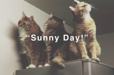 はやぶさ2を探す猫達❓ Cats looking for Hayabusa2？