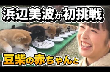 【撮影：浜辺美波】超可愛い！豆柴の赤ちゃんご飯の時間