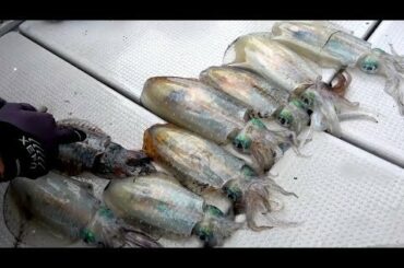 【プロの技】遊漁船船長にイカの締め方を教えてもらった！！！