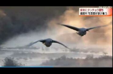 2021 01 02　鶴居村 ・タンチョウ・新年　絶対的 自由・誰からも 命令されず・誰にも 忖度／そんたく することなく