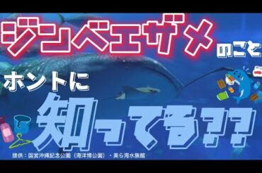 【衝撃？！】JKがジンベエザメとプラスチックゴミについてガチで考えてみた。