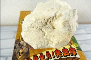恐竜発見!発掘隊 発掘キット 子供向け/dinosaur fossil Excavation Children's kids