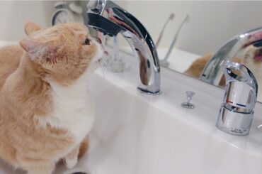 蛇口から水を飲むのにハマってしまった短足マンチカン