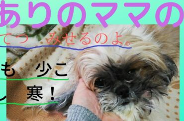 ありのママのこてつくん