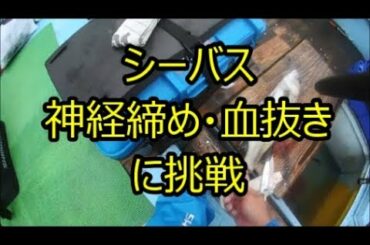 閲覧注意　シーバスの神経締め・血抜きに挑戦