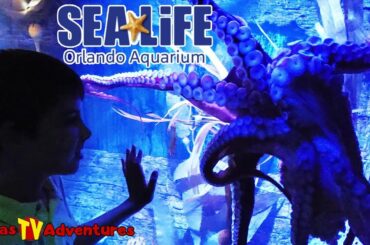 Complete Walking Tour of the Indoor Orlando Sea Life Aquarium