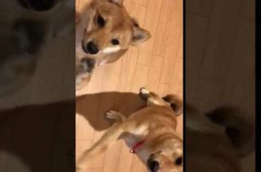 あずきちゃん&こてつくんバイバイ_31Jul2018