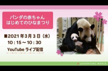 【パンダの赤ちゃん】はじめてのひなまつり♪