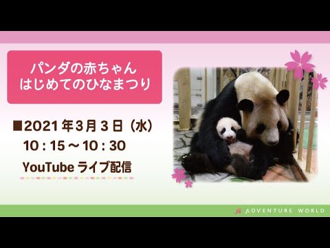 【パンダの赤ちゃん】はじめてのひなまつり♪ 【パンダの赤ちゃん】はじめてのひなまつり♪