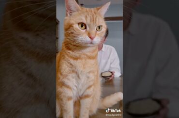【チュートリアル徳井義実】手作り麻婆豆腐と飼い猫のコラボ