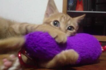 グルーミーを捕らえる猫