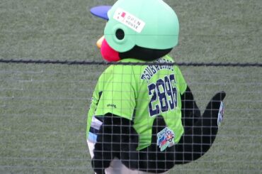 2021.4.8　試合開始前のつば九郎（※歩いているだけです）