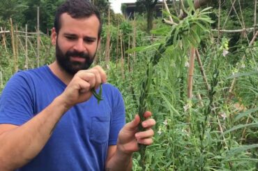 初めてのごま栽培 — First time growing sesame 初めてのごま栽培 — First time growing sesame