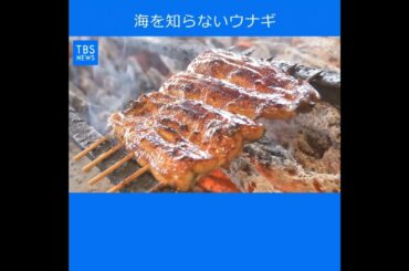 【現場から、】新しい時代に、海を知らないウナギ “夢”実現へ