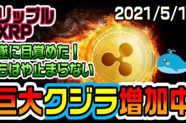 リップル（XRP）に巨大クジラが増加中！これは価格上昇間違いなし！遂に目覚めたのね