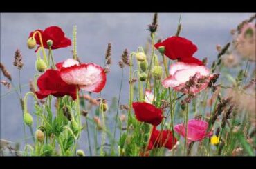 Hiroto Sasaki - Bara wa Utsukushiku Chiru