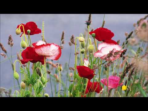 Hiroto Sasaki – Bara wa Utsukushiku Chiru Hiroto Sasaki - Bara wa Utsukushiku Chiru