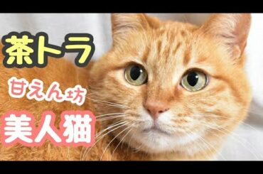 【美人猫】茶トラ猫って、こんなに可愛い！【次女ななみ】