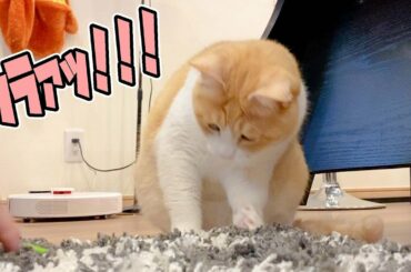 一生懸命えいえいするねこ