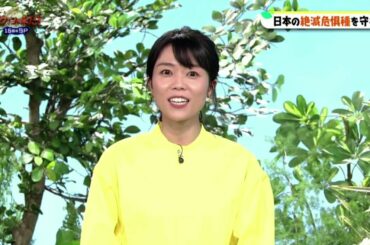 長濱ねるが「ダーウィンが来た！ 15周年SP 2021年5月5日」に出演！その手があった！絶滅レスキュー大作戦
