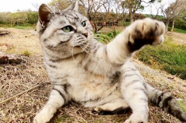 池のほとりに住むアザラシのような猫がモフられにやって来た