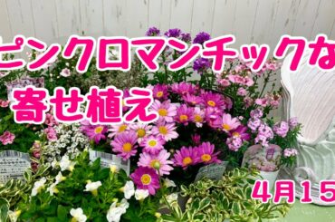 ピンクピンクの寄せ植えマーガレット