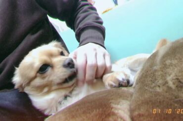 こてつくん元気になりました！#5