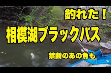 相模湖でバス釣れた！　禁断のあの魚も！　Bass fishing in Sagami reservoir.