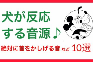 【音源】犬が反応する音♪犬が首を傾げる音♪犬が喜ぶ音♪モスキート音♪犬の鳴き声♪など10選　音量注意