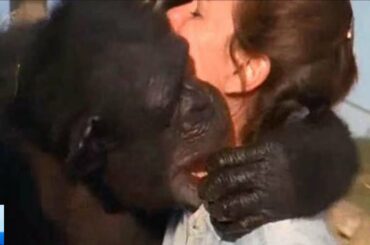 かつて自分を救ってくれた人間と再会したチンパンジー。20年の時を越えても忘れることはありませんでした【感動】