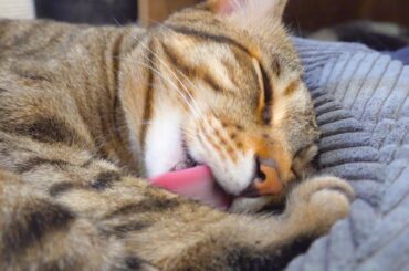 休止中この猫に救われました