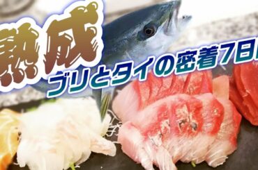 釣ったブリとタイで熟成魚！　熟成方法と様子の変化