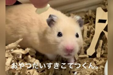 おやつ大好きこてつくん。