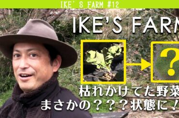 【池's farm#12】野菜の収穫！枯れかけていた野菜がまさかの…？