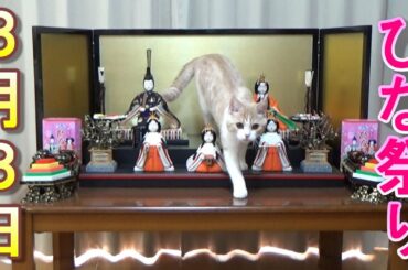 【ひな祭り】猫の初節句～初めて雛人形を見た猫【スコティッシュフォールド】