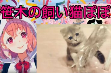 【切り抜き】 笹木と愛猫ぽぽの日常まとめ 【にじさんじ】