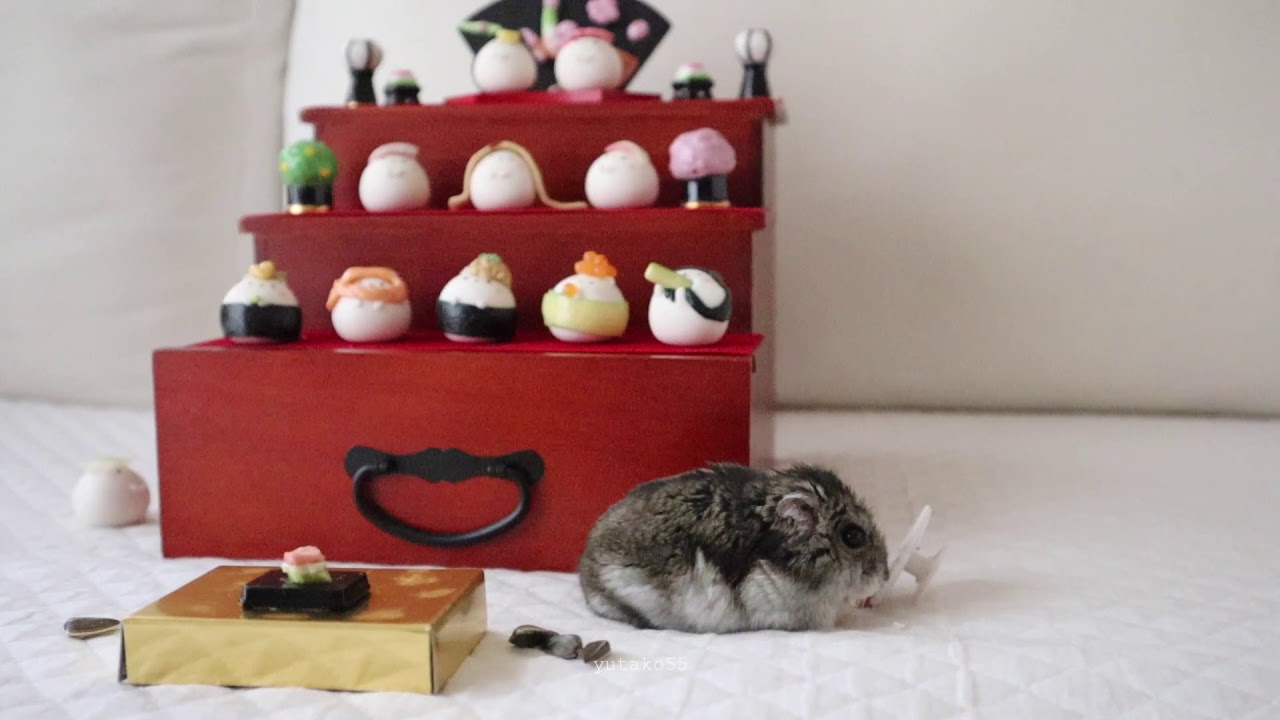 ハムスター ココちゃんのひな祭り