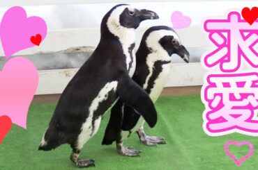 【恋するペンギン】一途なペンギンの求愛方法❤️Penguins courtship