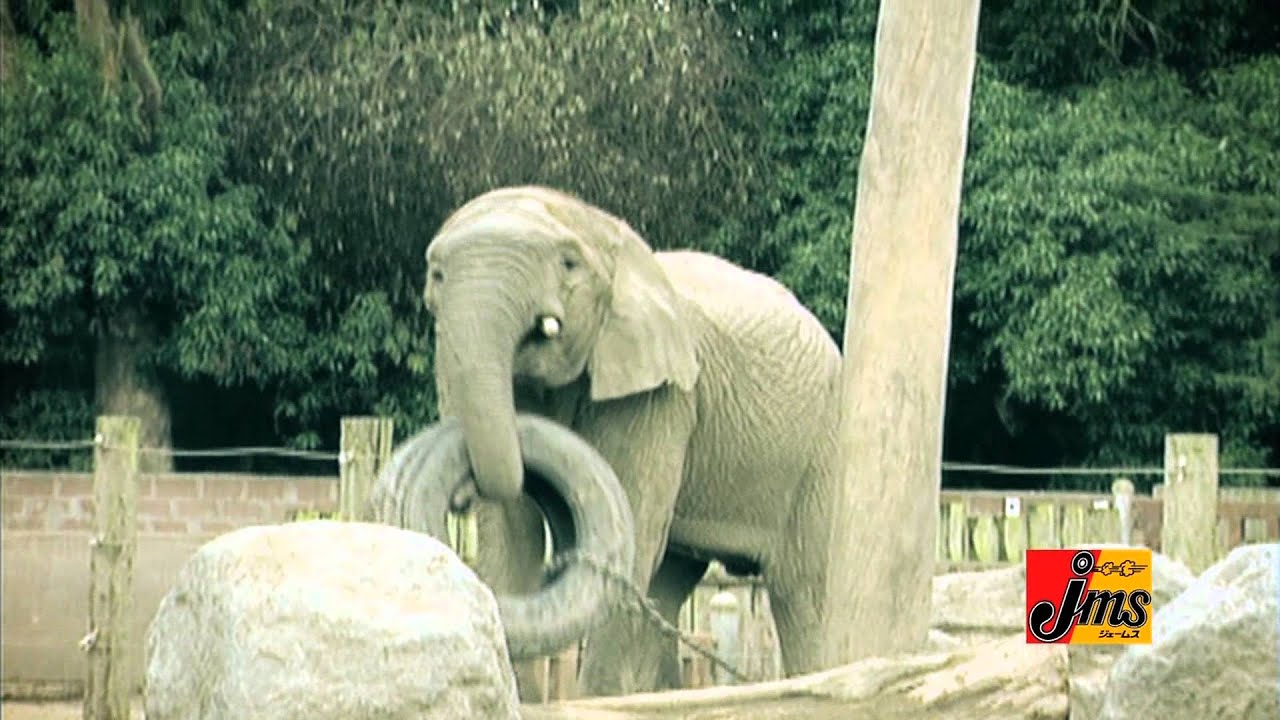 3種 市川由衣 CM jms ジェームス