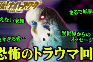 【異世界からの伝言】マネキンと結婚した女性!?探偵ナイトスクープ第2弾【都市伝説】