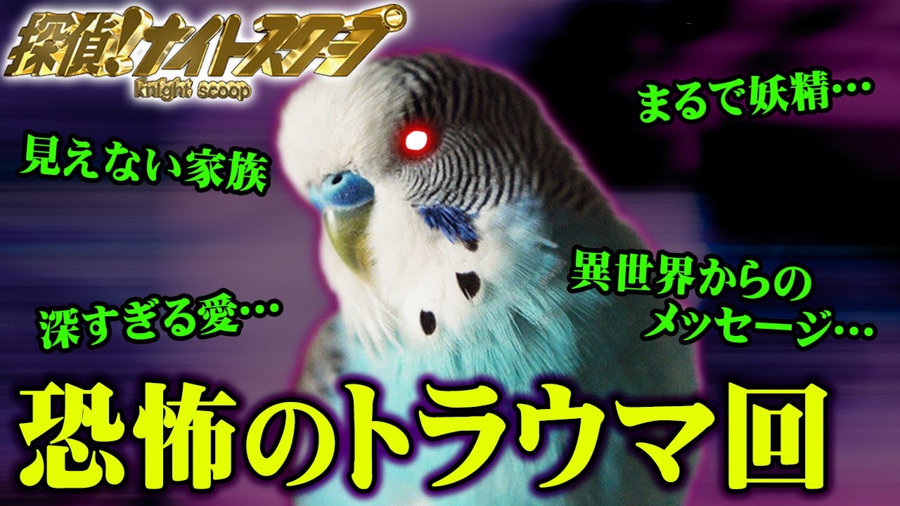 【異世界からの伝言】マネキンと結婚した女性!?探偵ナイトスクープ第2弾【都市伝説】