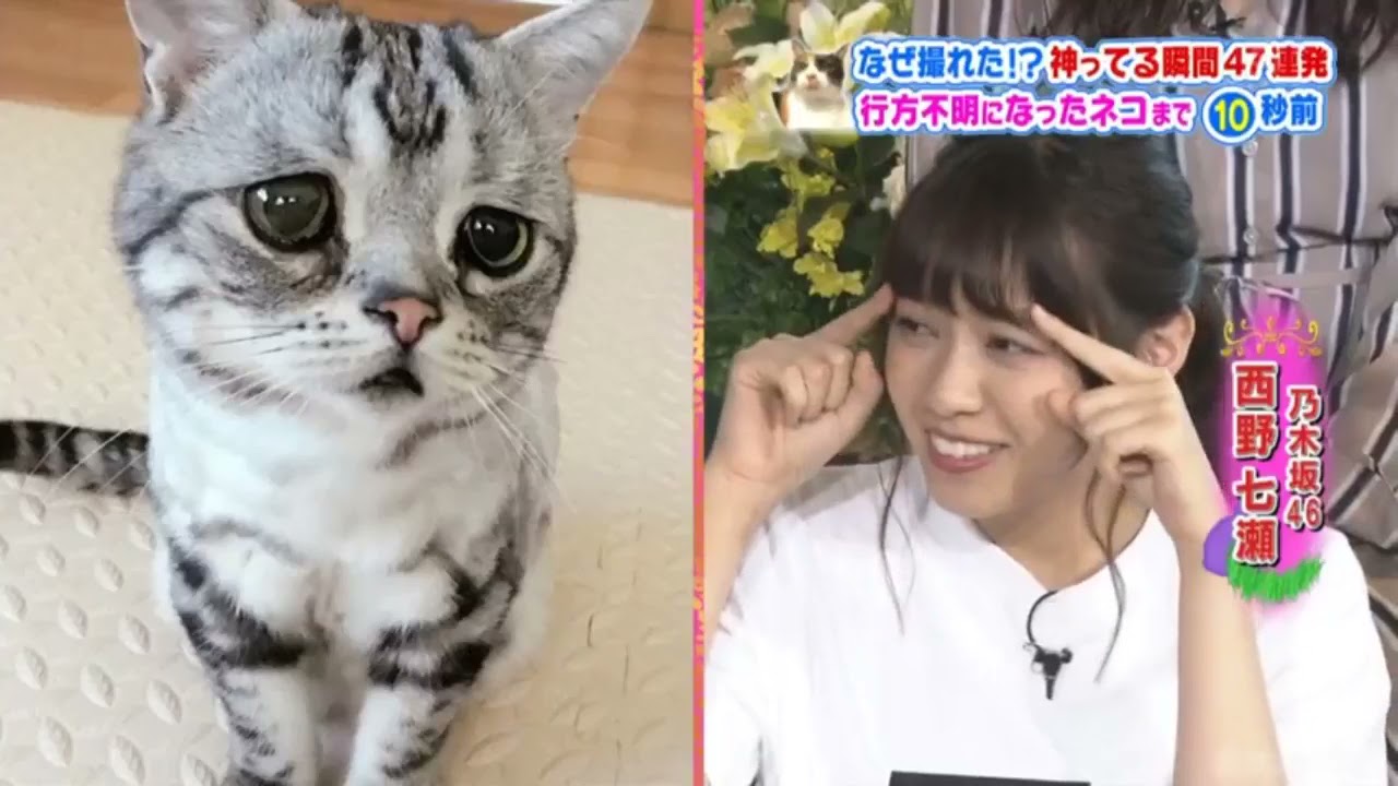 【西野七瀬】このあと西野七湖大興皇のハ田類が場