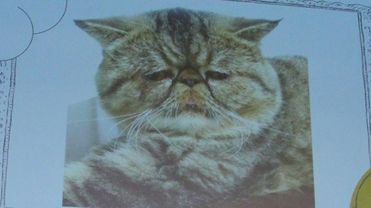 “ブサかわ猫”写真に桐谷美玲もご機嫌? 「PIXUSシリーズ」新CM発表会(2)