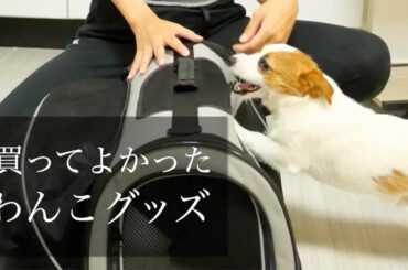 個人的に買ってよかったと思う犬用品/ジャックラッセルテリア/puppy