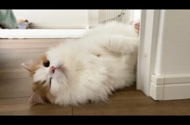 子猫 Tkhunt 子猫 Tkhunt