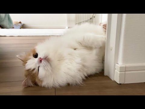 愛猫の朝の起こし方が悶絶級に可愛いかった Tkhunt 愛猫の朝の起こし方が悶絶級に可愛いかった Tkhunt