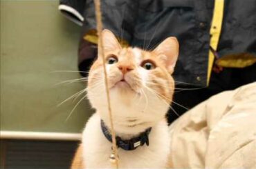 シンプルな理由 / 和久井 映見