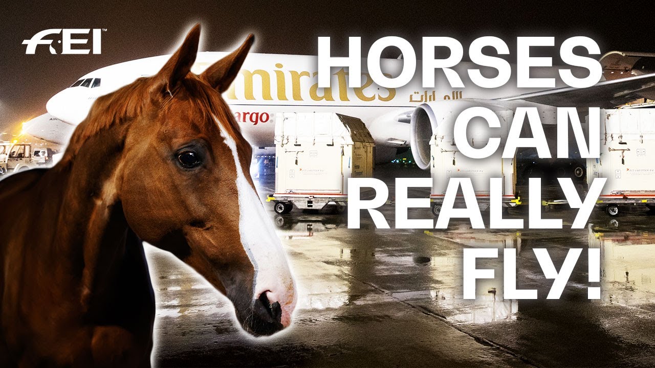 Olympic Horses arrive in Tokyo! #Tokyo2020