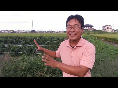 2021年8月20日【畑の状況】NO339