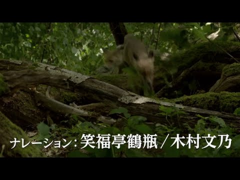 映画『シーズンズ 2万年の地球旅行』(笑福亭鶴瓶、木村文乃ナレーション入り)予告編